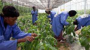 L'agriculture au Burkina Faso : Innovations et défis face aux changements climatiques